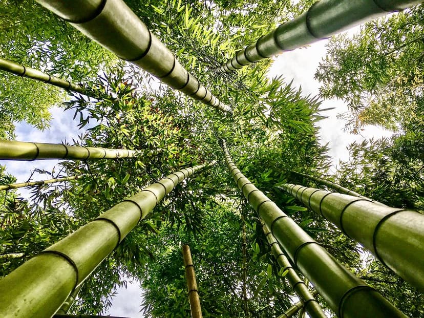 Uimitoarele păduri de bambus din Japonia