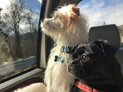 Călătoria cu un animal de companie