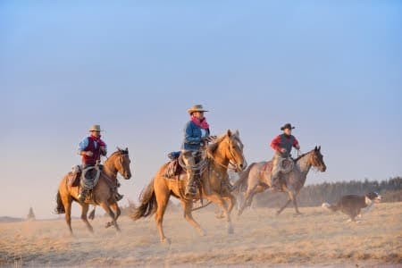 Cele mai bune ferme din Statele Unite - Fii cowboy pentru o zi!
