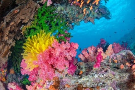 Scufundări în Fiji