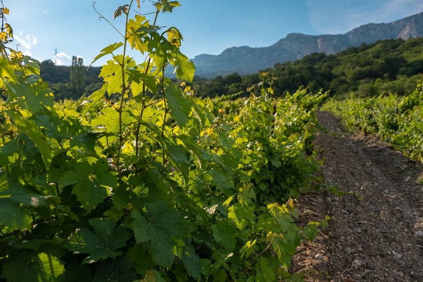 O destinație specială: Paso Robles, din California