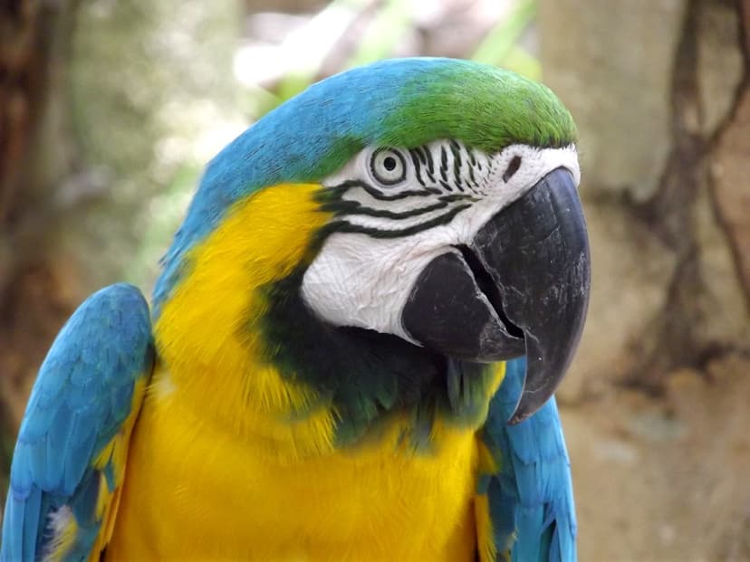 Fauna exotica din America de Sud