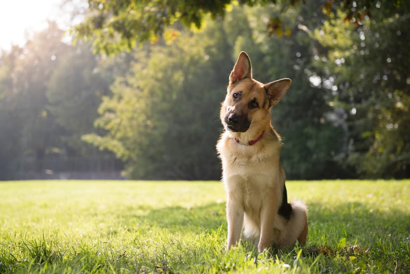 Dog sitting – Ghid complet pentru călători români
