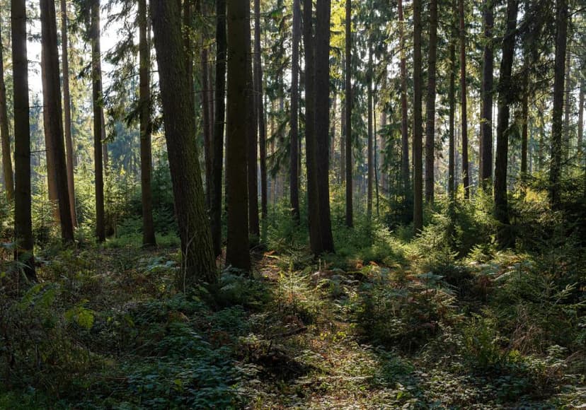 Celebra Pădure Neagră, Germania