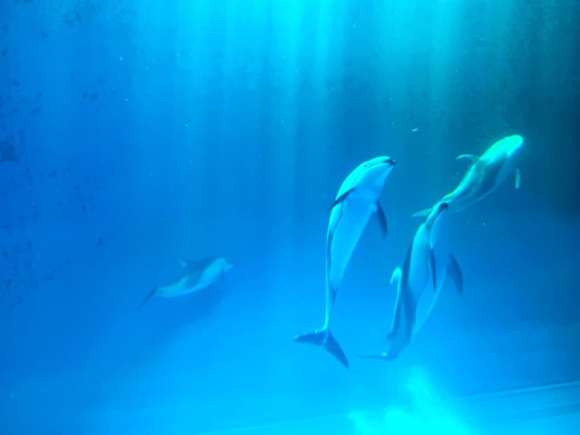 Delfinii roz
