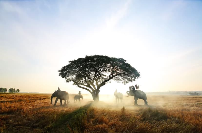 Descoperă Africa în 2024: aventuri în safari