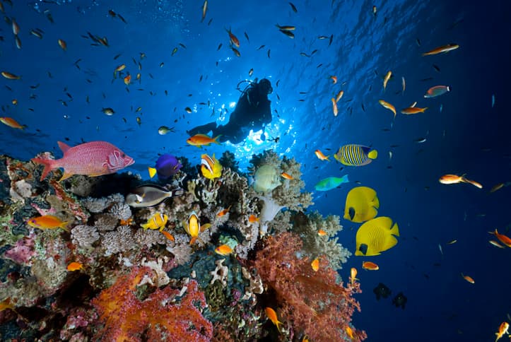 Calatoria de scufundari