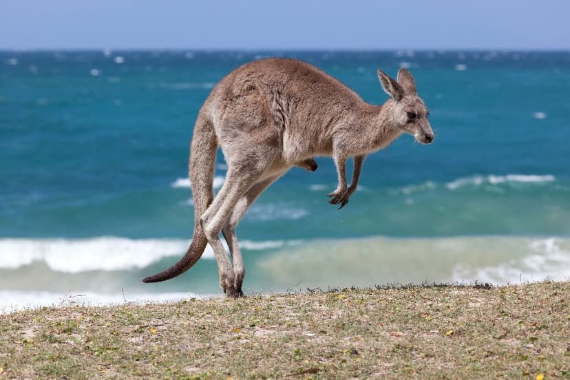 Viața sălbatică specială din Australia