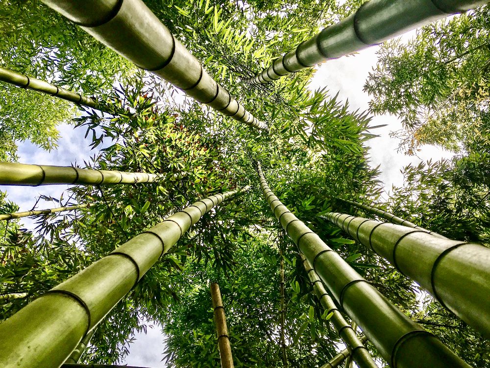 Uimitoarele-paduri-de-bambus-din-Japonia-(1).jpeg