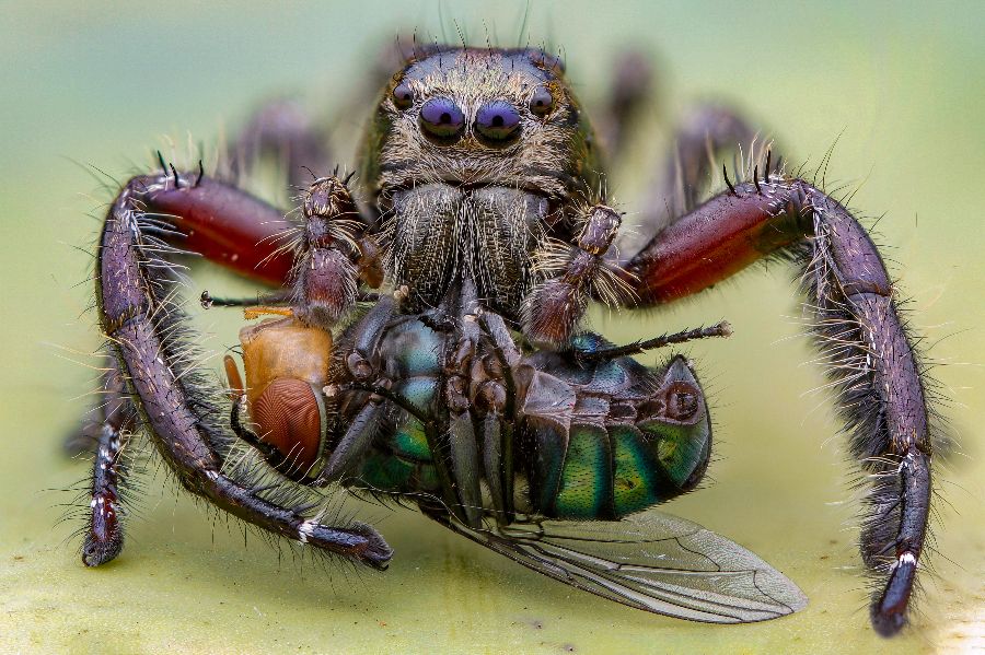 Australia-s-largest-spider-(2).jpeg