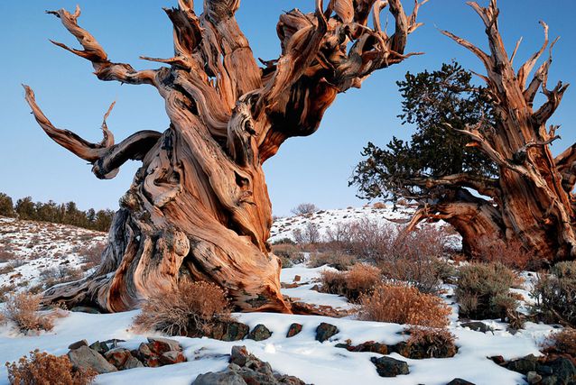It-is-the-oldest-tree-in-the-world-(1).jpg