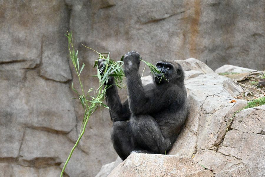 Chimpanzee-and-gorilla-tour-(1).jpeg