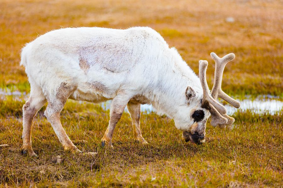 The-wildlife-of-Svalbard-(1).jpeg