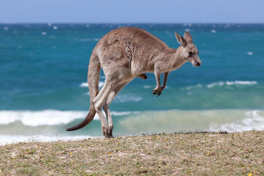 The-special-wildlife-of-Australia-(1).jpeg