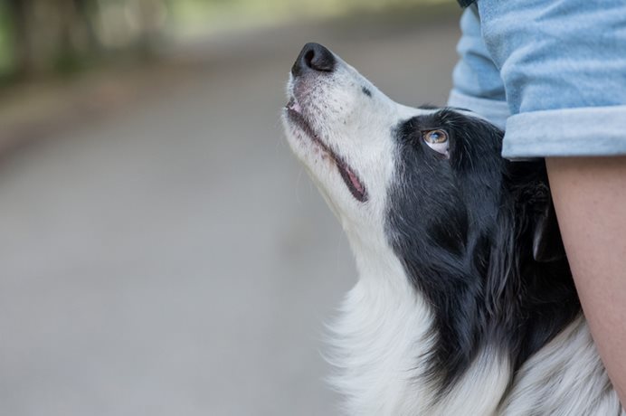 cum funcționează serviciile de dog sitting